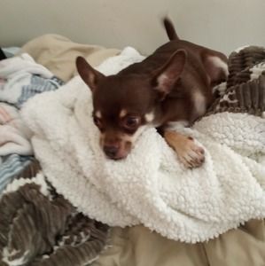 Meet your Posher, Lisa